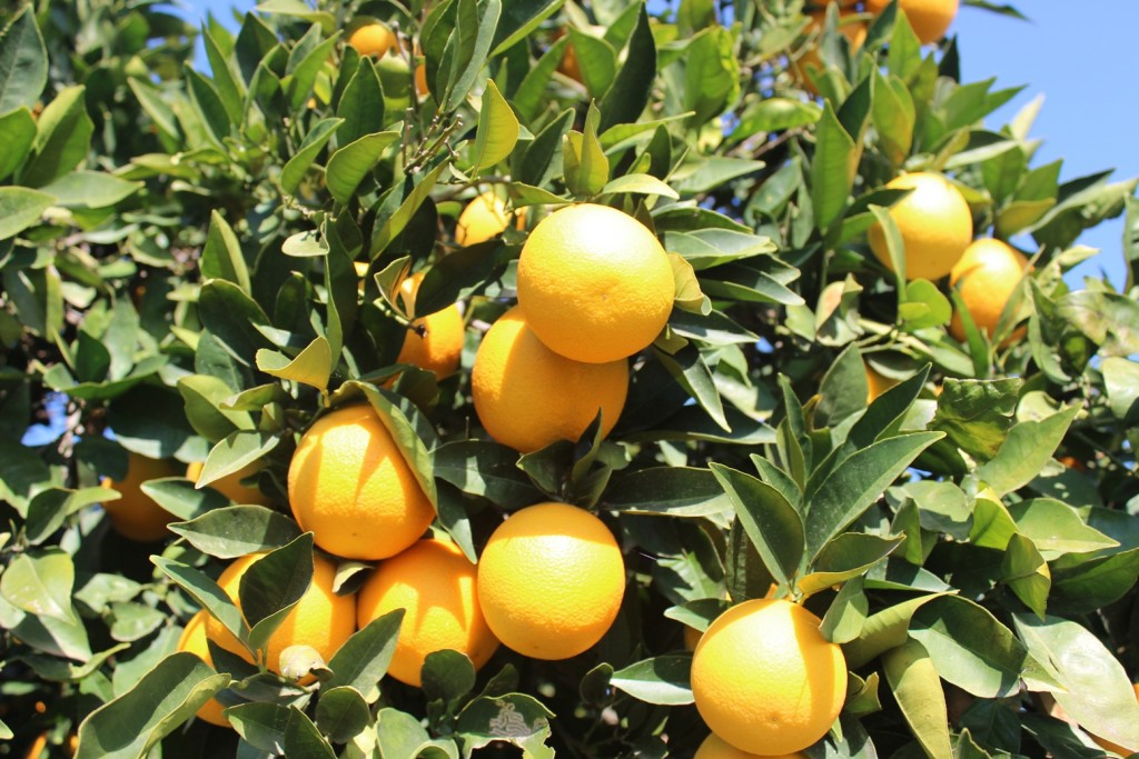 Güzelyurt/Morphou: renowned for its citrus groves