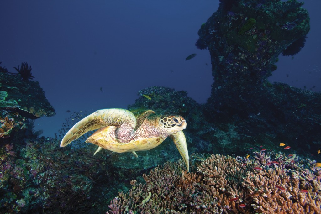 Photo by Darren Jew of the Great Barrier Reef, Queensland. © Tourism Australia 