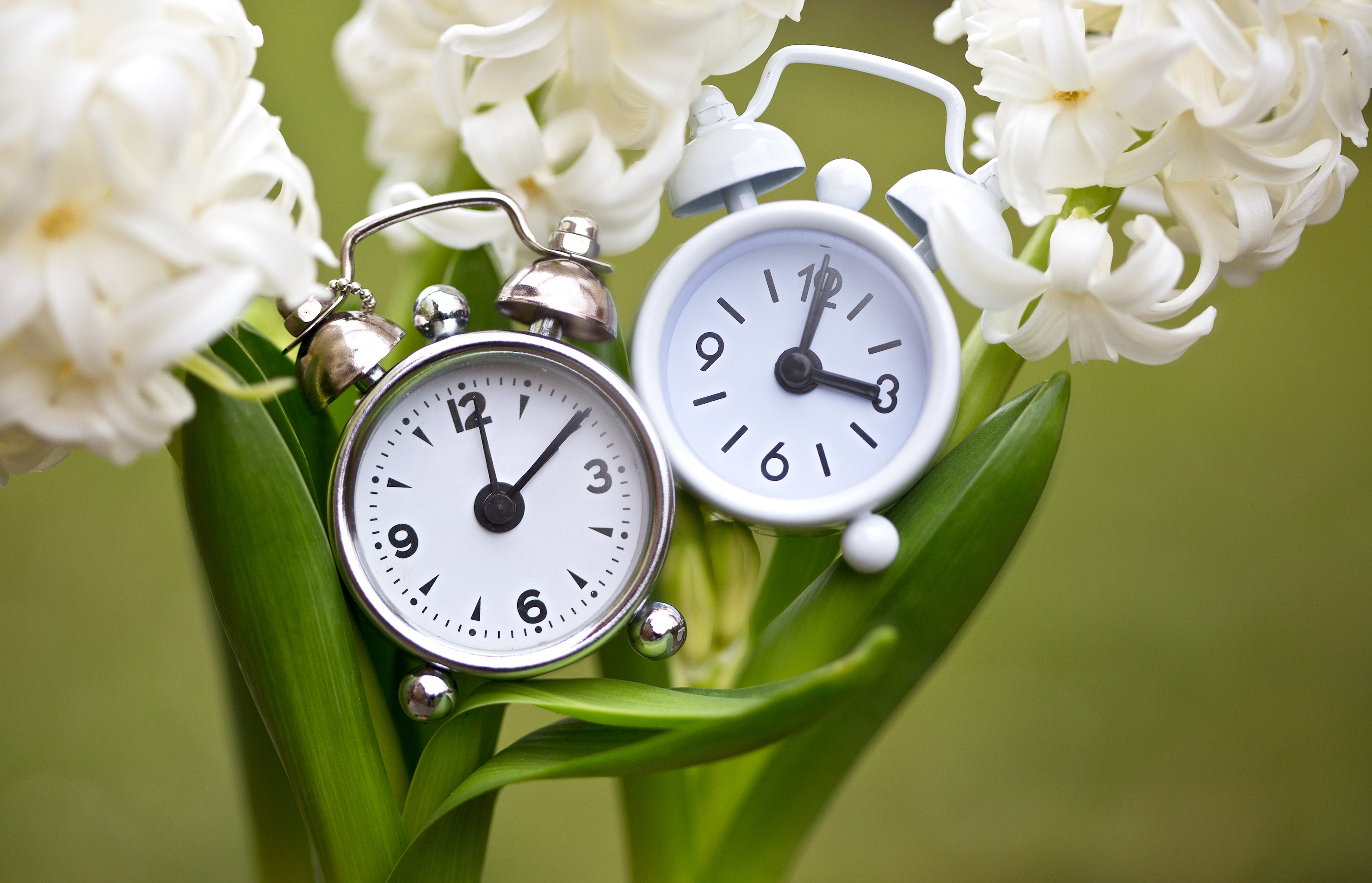 [Obrázek: Two-small-alarm-clocks-between-hyacinths...036296.jpg]